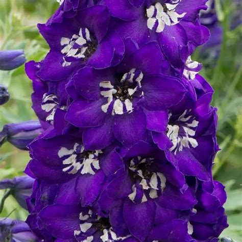 Delphinium Magic Fountains Dark Blue White Bee L Cowell S Garden