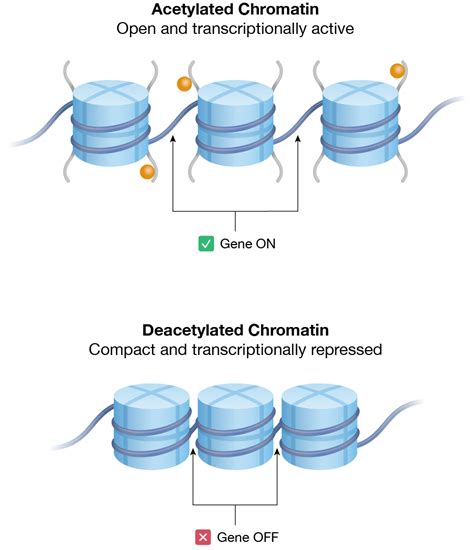 Epigenetics And Chromatin Structure Bio Rad