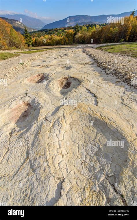 Sauropod Fossil Stock Photos & Sauropod Fossil Stock Images - Alamy