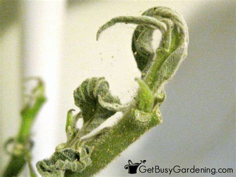 How To Get Rid Of Spider Mites On Indoor Plants For Good Get Busy Gardening