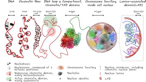 Sirt1dependent Regulation Of Chromatin And Transcription Linking Nad