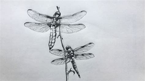 Dragonflies Drawing In Pencil Insect Drawing Step By Step Pencil