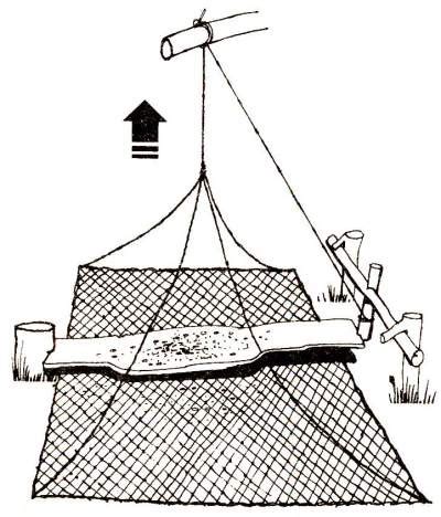 Ловушки для птиц Сети Мелкоячеистая сеть, натянутая между деревьями в ...
