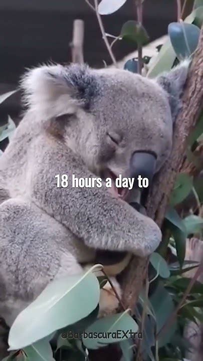 Koalas 🐨 Mind Blowing Facts You Didnt Know Shorts Youtubeshorts Koala Youtube