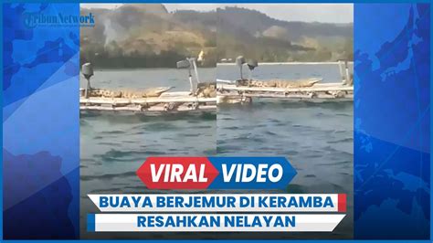 Terekam Detik Detik Buaya Santai Berjemur Di Atas Keramba Bikin Resah