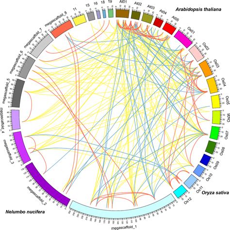 Comparative Analysis Of The GRAS Genes In Arabidopsis Rice And Sacred