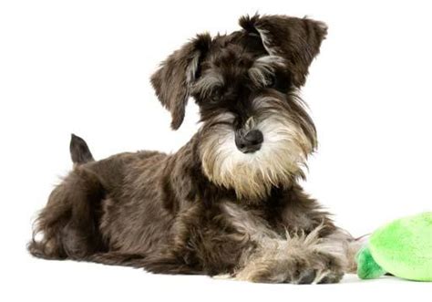 How To Groom A Schnauzer Dog Grooming Tutorial