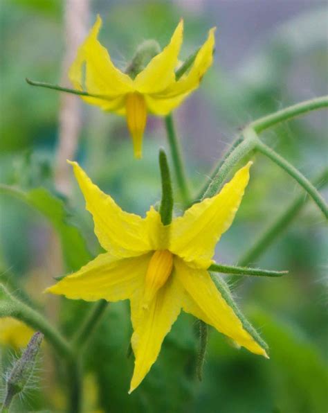 Are Tomatoes Self-Pollinating? - SproutedGarden.com