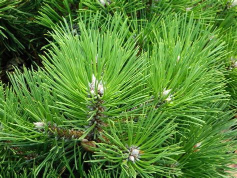 Pinus Nigra Nana Zwarte Den De Tuinen Van Appeltern