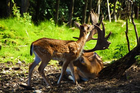 Free Images : nature, outdoor, wilderness, sun, meadow, cute, summer, zoo, fur, pasture, small ...