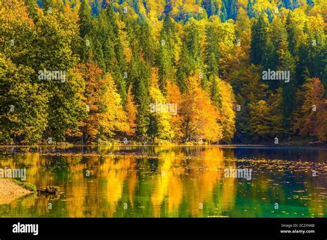 Beautiful Forests Hi Res Stock Photography And Images Alamy