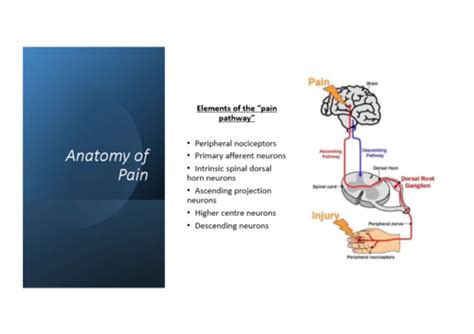 Somatosensory And Pain Flashcards Quizlet