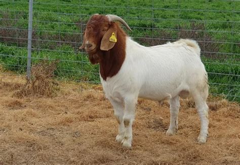 Fullblood Line African Boer Mel At Rs 1000kilogram Boer Goat Male In