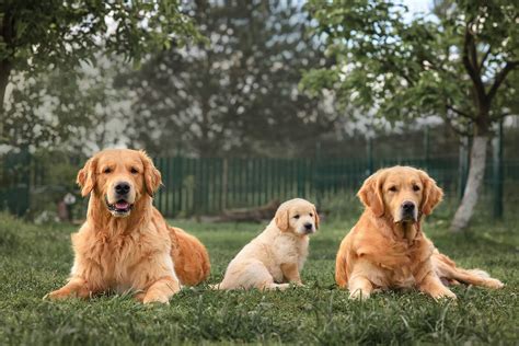 Golden Retriever Puppies Archives Crivva