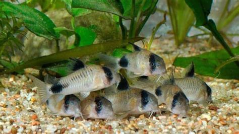 Panda Cory Catfish Breeding: A Complete Guide For Success