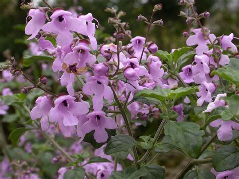 prostanthera rotundifolia australian plants society tasmania
