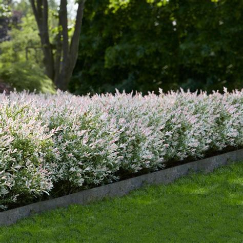 Tri Color Dappled Willow In 2020 Dappled Willow Fast Growing Trees