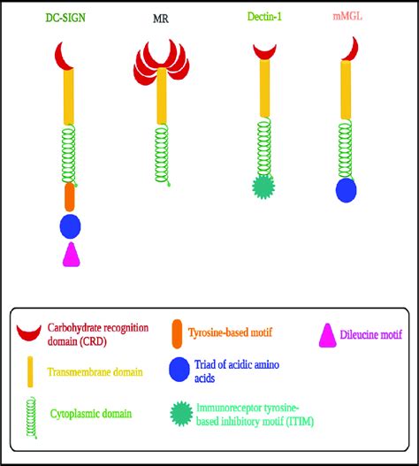 Structure Of Membranes Of The C Type Lectin Dc Sign Mr Dectin And