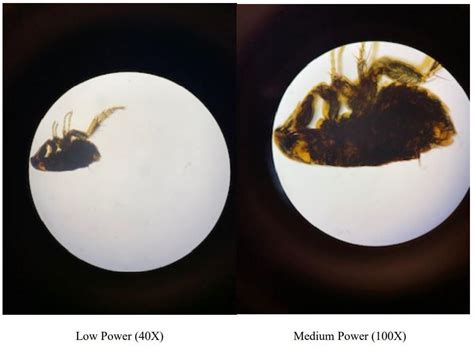 Solved total magnification = objective lens magnification x | Chegg.com