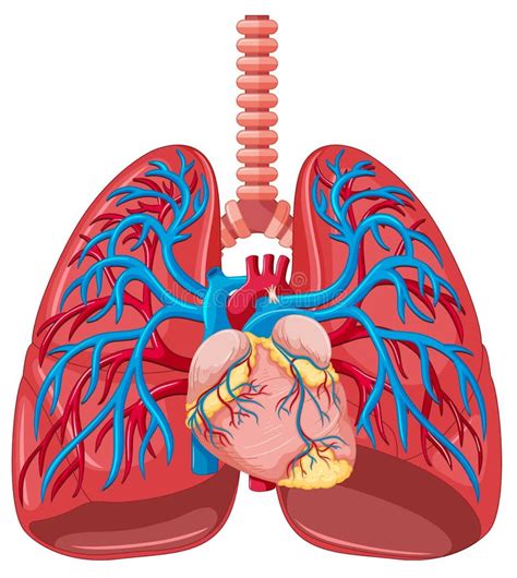 Close Up Human Lung Stock Vector Illustration Of Illness 73719205