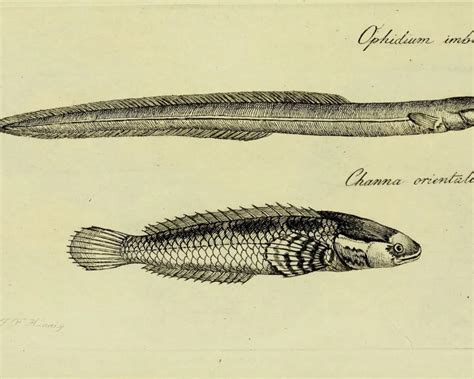Ceylon Snakehead Facts Diet Habitat And Pictures On Animaliabio