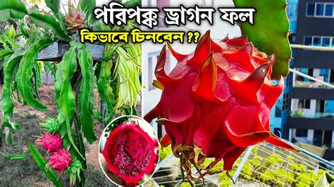 কি দেখে ড্রাগন ফল পাড়লে অধিক মিষ্টি ও সুস্বাদু হবে ড্রাগন ফল চাষ