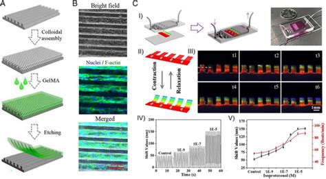 Colloidal Photonic Crystals For Biomedical Applications Liao 2021 Small Structures Wiley