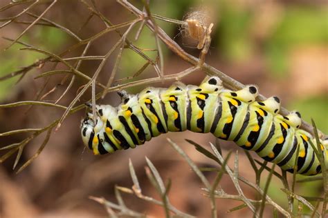 Swallowtail Caterpillar Eating Fennel Of Jim Nelson Flickr