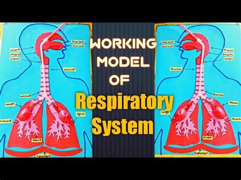 Respiratory System Working Model Lungs Model With 49 Off