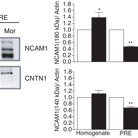 Validation Of Results From Quantitative Proteomics Using Western Blot Download Scientific