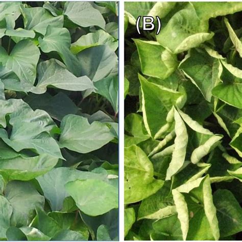 A Healthy Sweet Potato Leaves B Symptomatic Leaves From Sweet Download Scientific Diagram