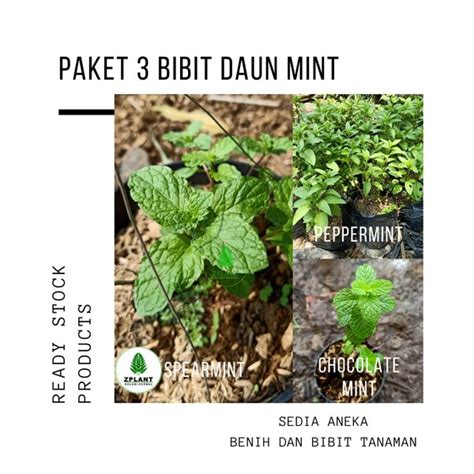 Jual Paket 3 Bibit Tanaman Daun Peppermint Spearmint Chocolate Mint