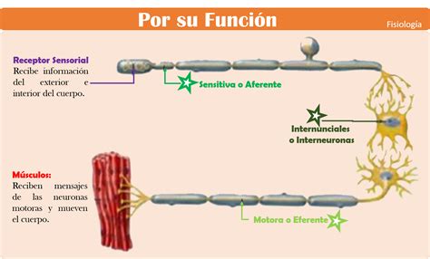 TipologÍa De La Neurona