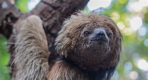 weather shapes maned sloths behavior  visibility sloco