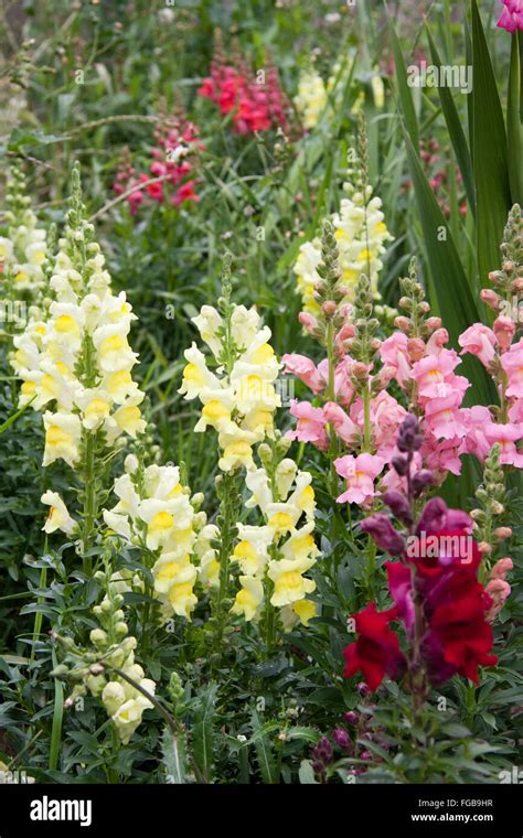 Wild Garden Snap Dragons Stock Photo Alamy