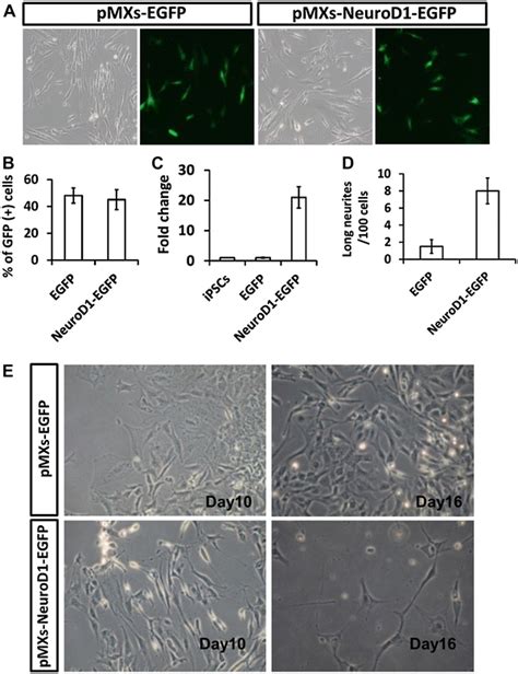 Overexpression Of Neurod Promotes Ipsc Differentiation A