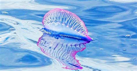 Man of War Jellyfish Pictures - AZ Animals