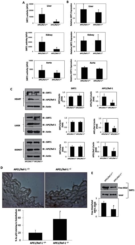 A APE1 Ref 1 Mice Have Decreased Tissue SIRT1 Activity SIRT1