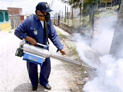 Se Puede Padecer De Dengue Y Chikungunya Al Mismo Tiempo