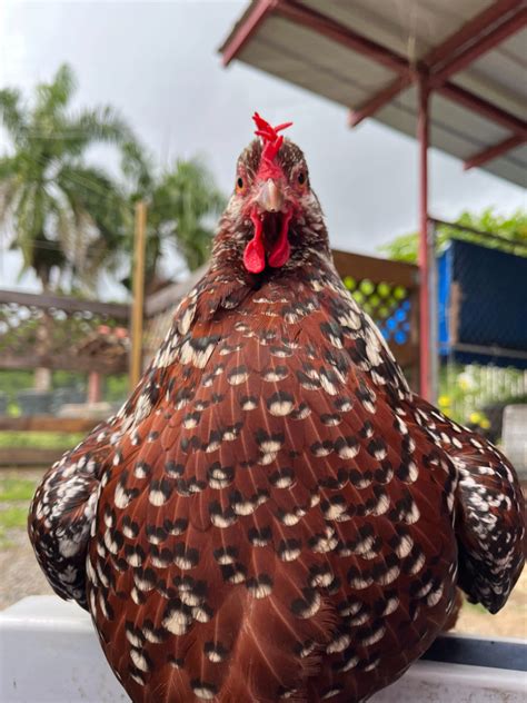 Speckled Sussex Chicken | Get to Know This Stunning Breed - Tropical Chicki