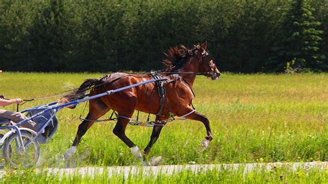 Download Free Photo Of Animalhorsestandardbredbrownbay From