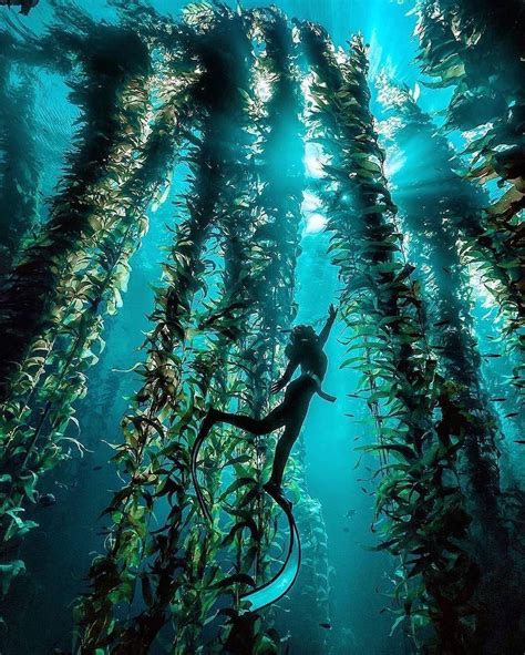 SEA On Instagram Kelp Forest Underwater Kelps Thrive In Cooler