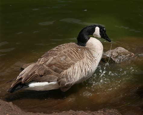 The Canada Goose - WriteWork