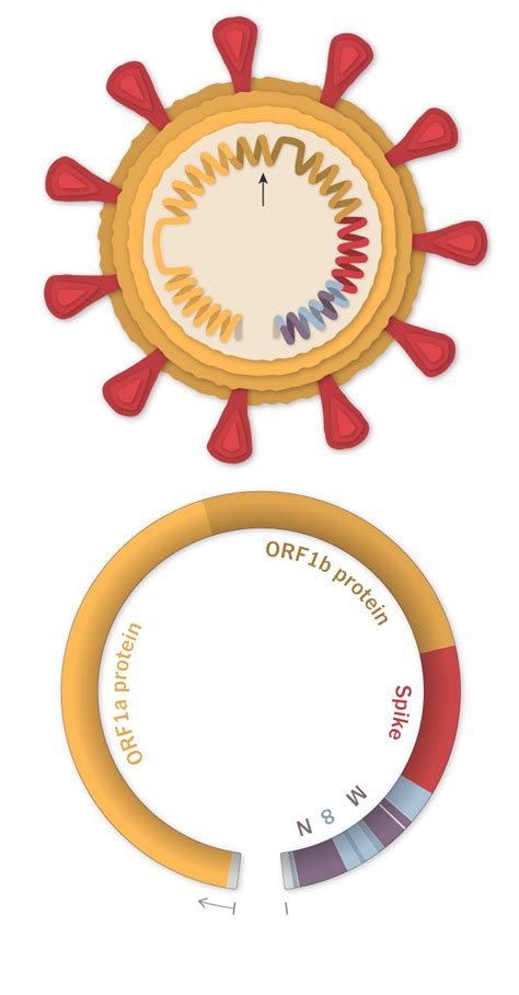 Tracking Omicron And Other Coronavirus Variants The New York Times