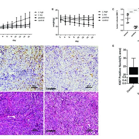 Linagliptin Inhibits Tumor Growth In Hct Xenograft Nude Mice A