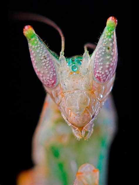 This Malaysian Orchid Mantis Is Incredible Böcek Hayvanlar