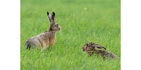 Saône et Loire Chasse Comment déterminer le succès de la