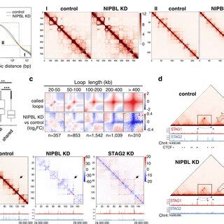 Pdf Different Nipbl Requirements Of Cohesin Stag And Cohesin Stag