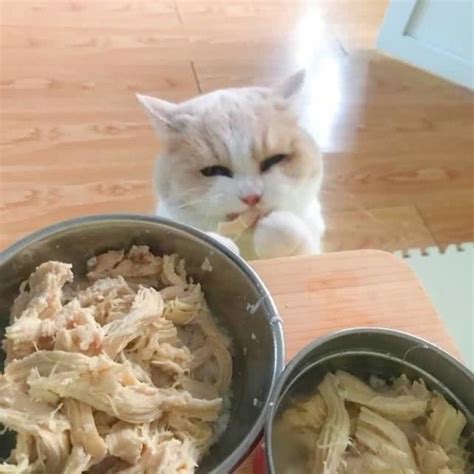 猫主子偷吃肉丸被卡住铲屎官担忧催吐猫到嘴的肉不能飞 猫 偷吃 主子 新浪新闻