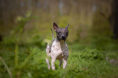 Pixel Sofie And Brave Bee Van Hond In De Spot